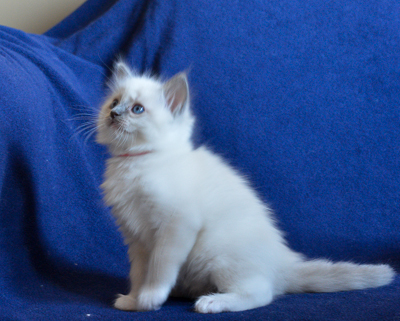 ragdoll kitten at 6 wks old